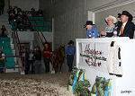 our Hagan Horse Sale auctioneers