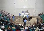 Hagan Horse Sale sale ring