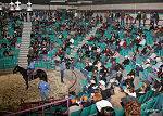 Hagan Horse sale crowd