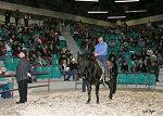 Ranch horses sold at the Hagan Horse Sale