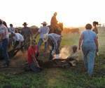 Branding is an annual event that brings family and friends together to get the calves processed.