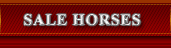 View Sale Horses