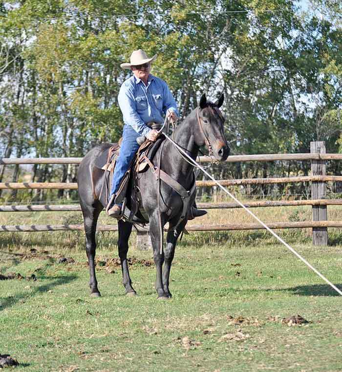 Happy Buyer Testimonies From Hagan Ranch Performance Horses